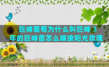 巨峰葡萄为什么叫巨峰 3年的巨峰苗怎么嫁接阳光玫瑰